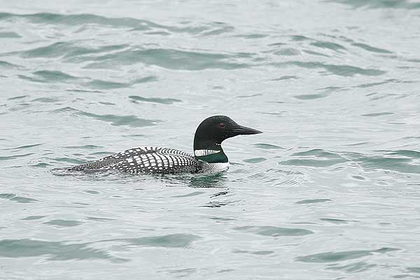 AM Common Loon