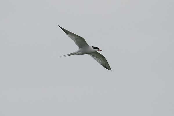AM Common Tern