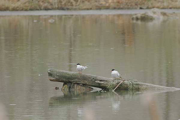 AM Common Terns
