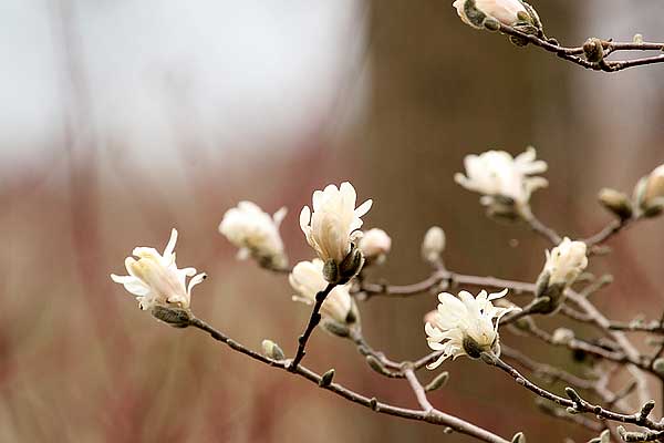 AM Magnolia Blossoms