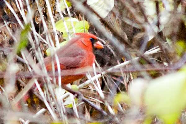 Cardinal