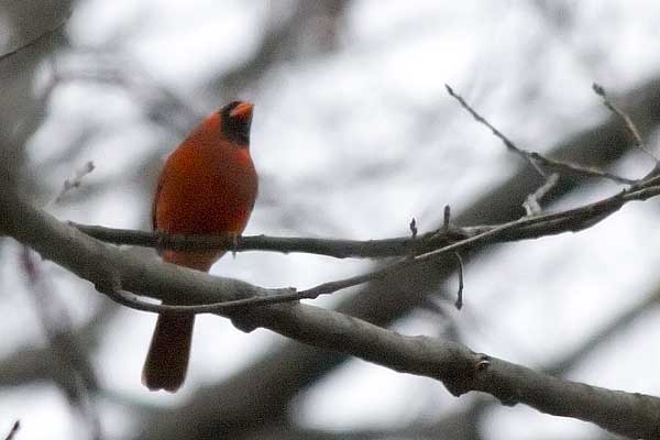 Cardinal2