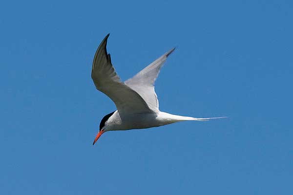Common-Tern