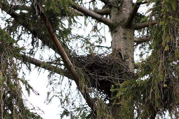 Coopers Hawk nest
