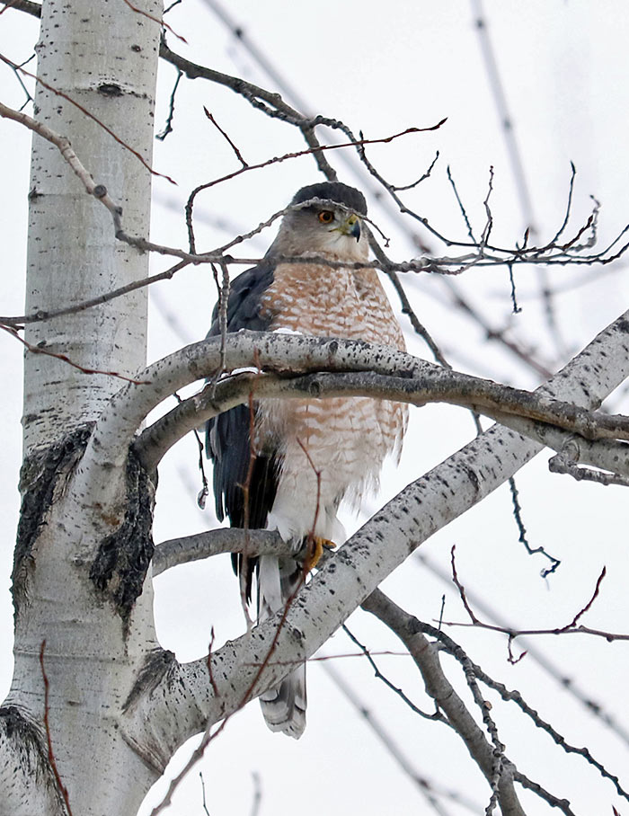 Coopers_Hawk_small