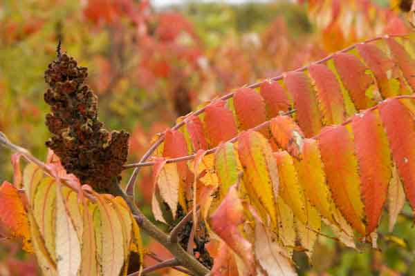 Fall-Sumac02