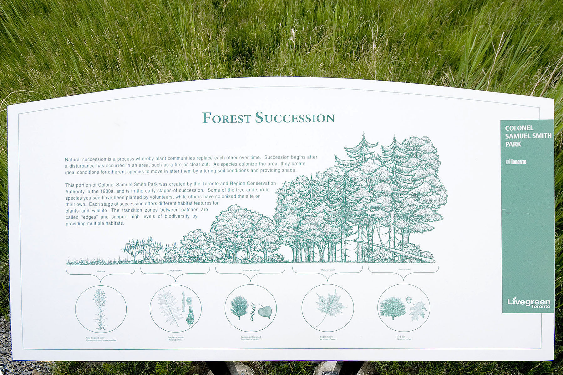 Forest succession