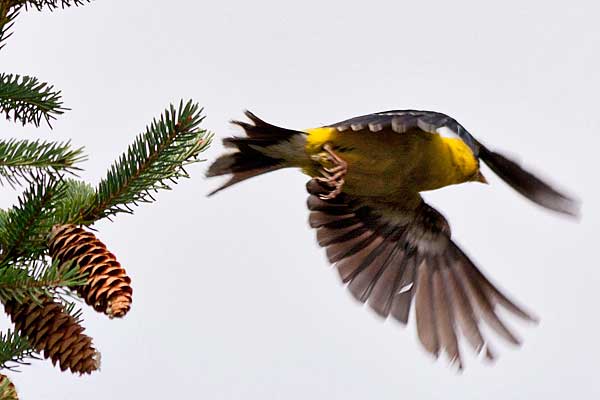 Goldfinch-take-off