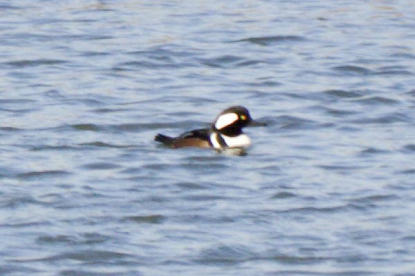 Hooded-Merganser
