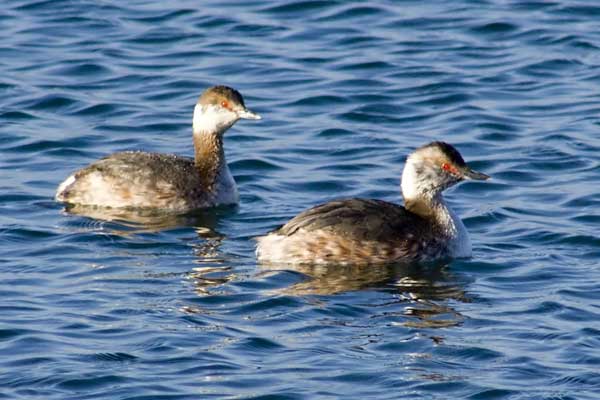 Horned-Grebes-1