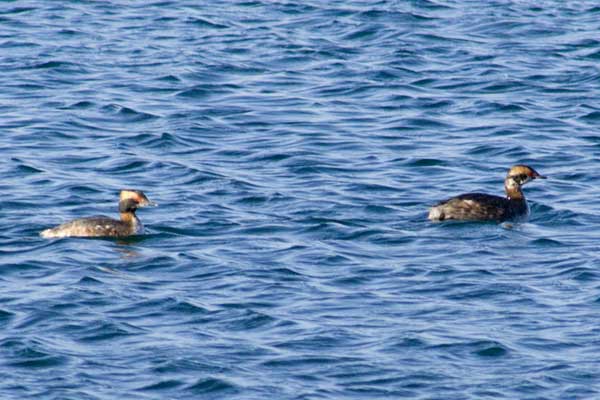 Horned-Grebes-2