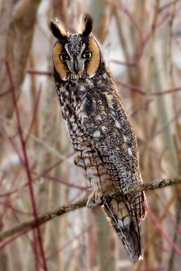 LE-Owl