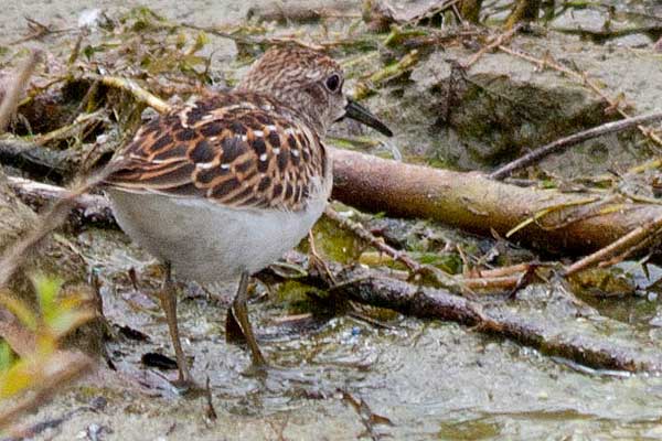Least-Sandpiper-from-rear
