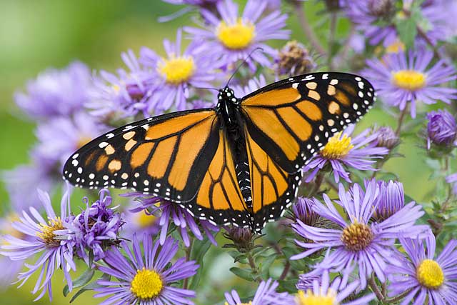Monarch-on-Aster