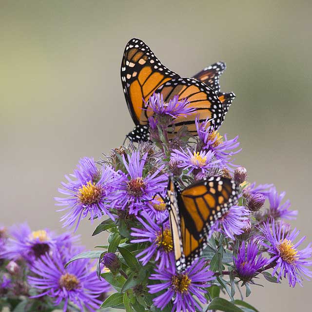 Monarchs-on-Aster