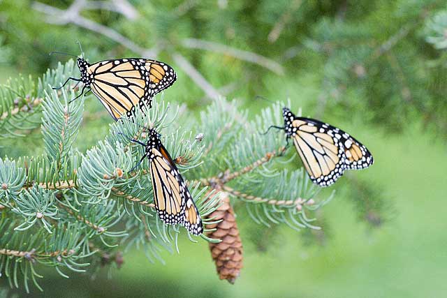 Monarchs02