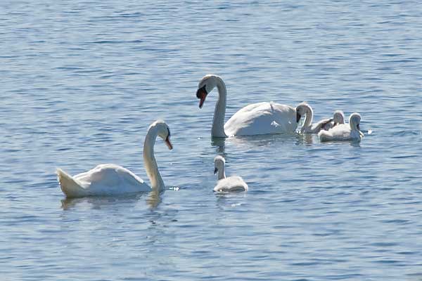 Mute-Swan-Family