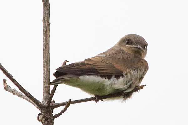 N-Rough-winged-Swallow