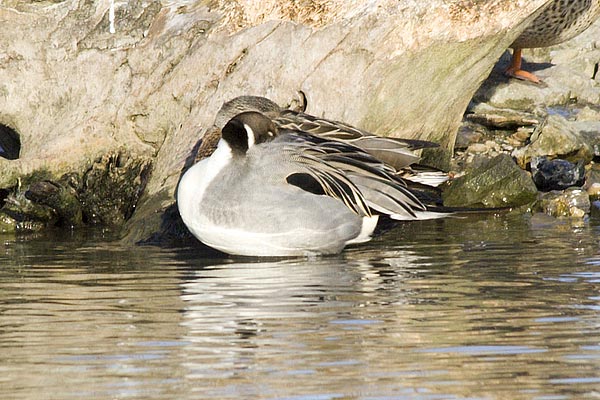 Northern-Pintail