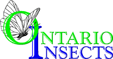 Oi_logo