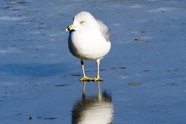 RB-Gull