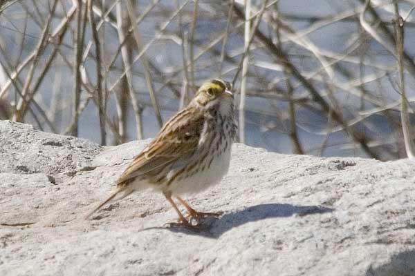 Savannah-Sparrow02