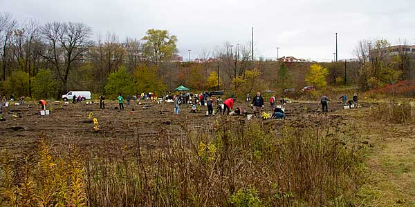 Sherway-Drive-Planting