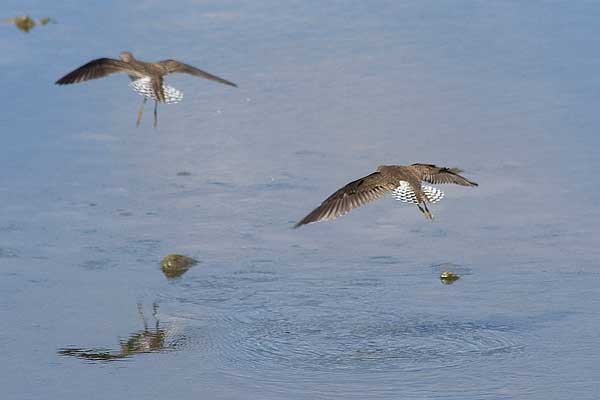Solitary-Sandpipers