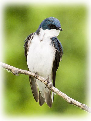 Tree Swallow