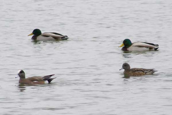 Widgeon