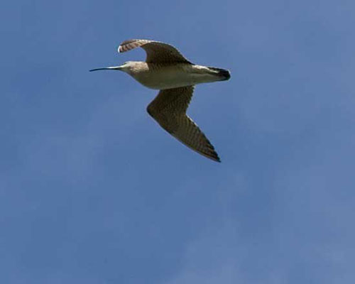  Single Whimbrel smaller