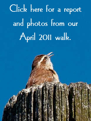 Carolina-Wren--button