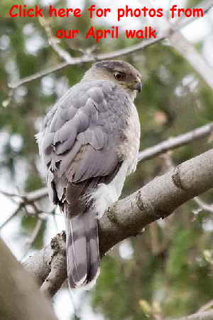 Coopers Hawk2