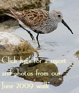Dunlin-Button