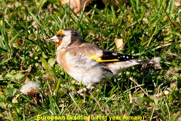 European-Goldfinch-profilet-view