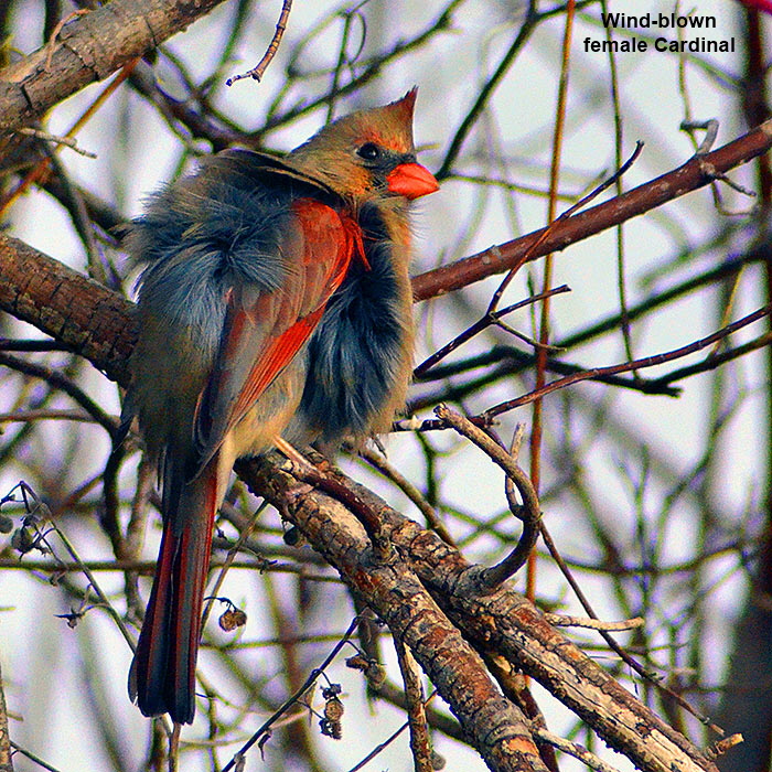 Female-Cardinal
