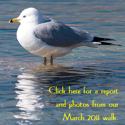 Gull-Button