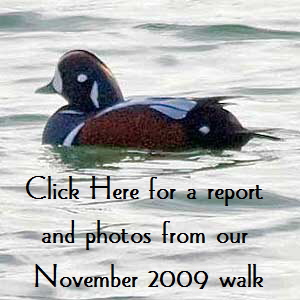 Harlequin-Duck-Button1