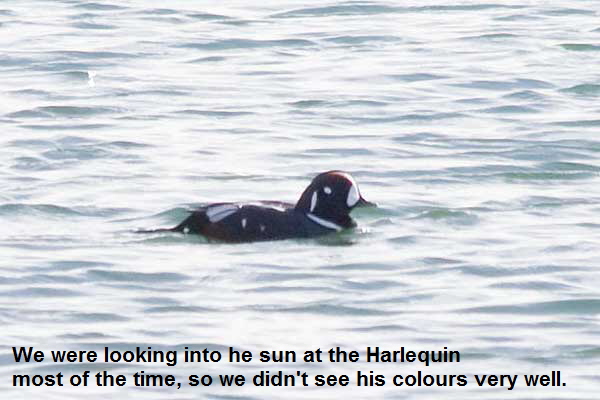 Harlequin-Duck-another-view
