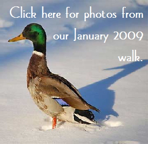 Mallard-Button2