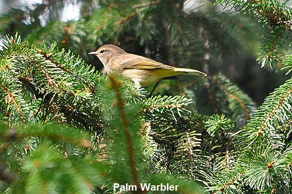 Palm-Warbler2-3879
