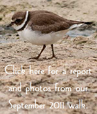 Plover-Button