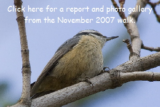 Red-breasted Nuthatch - Another View