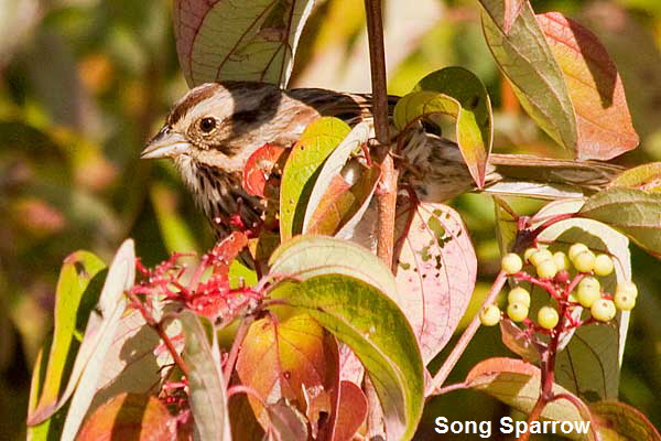 Song-Sparrow peekaboo