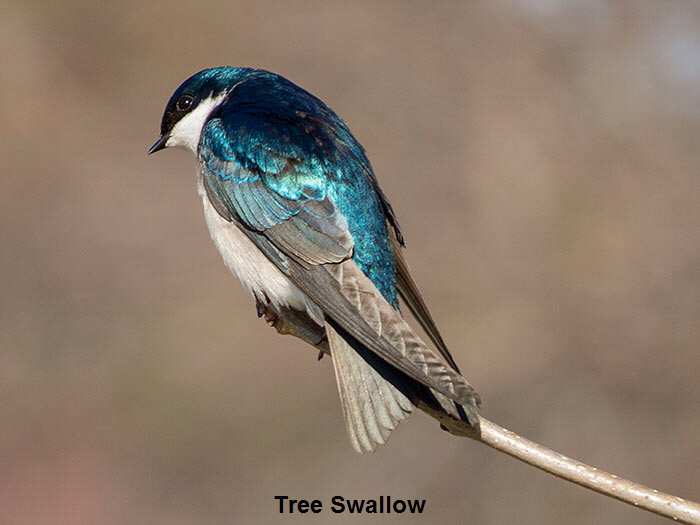 Tree-Swallow-rear-profile