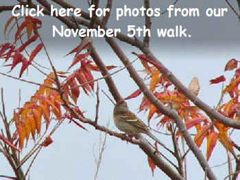 Tree Sparrow cr