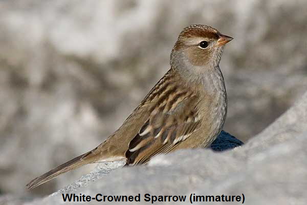 White-Crowned-Sparrow-profile