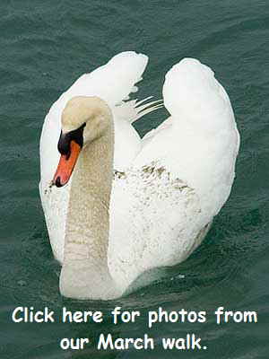 swan button