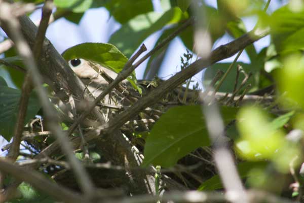 dove-on-nest