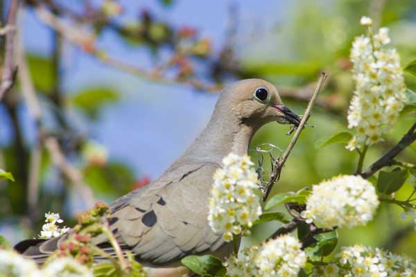 mourning-dove02